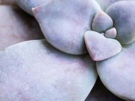 Fresh leaves and bud of succulent plant Graptopetalum superbum photo