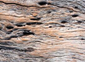 The Surface texture and trenches on the bark of tree trunk photo