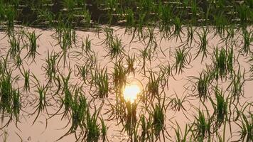 As twilight falls, the surface of the rice paddy reflects the colors of the setting sun. video
