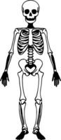 Detailed Anatomical Skeleton Illustration Ideal for Educational Purposes and Creative Projects vector