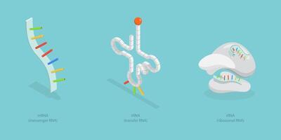 3D Isometric Flat Conceptual Illustration of Types Of RNA, Anatomical and Medical Labeled Scheme vector