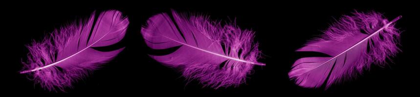 violet feather. black isolated background photo