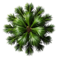 A palm tree is shown in the center of the image png