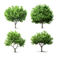 Four different types of trees on a black background png