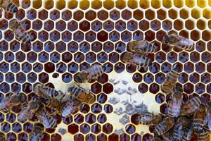 Bees sit honeycombs with honey in bee frame in a beehive close-up. Beekeeping, sealing honeycombs with wax and pouring honey, breeding and keeping bees photo