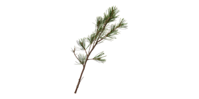 Pine Tree Branch With Needles. Nature And Botanical Study Isolated On Transparent Background png