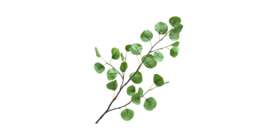 Eucalyptus Branch With Green Leaves. Natural Botanical Element For Decor And Design Isolated On Transparent Background png