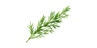 Fresh Rosemary Herb. Aromatic Culinary Ingredient For Cooking And Health Benefits Isolated On Transparent Background png