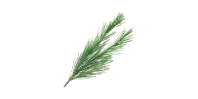 Pine Branch. Nature And Botanical Elements For Design Isolated On Transparent Background png