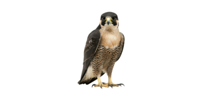 Peregrine Falcon. Symbol Of Speed And Precision In Nature Isolated On Transparent Background png