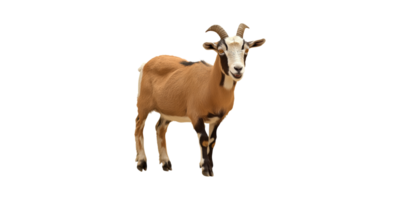 Goat Standing. Livestock And Agriculture Concept Isolated On Transparent Background png