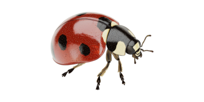 Ladybug Illustration. Detailed Insect Art For Nature And Entomology Studies Isolated On Transparent Background png