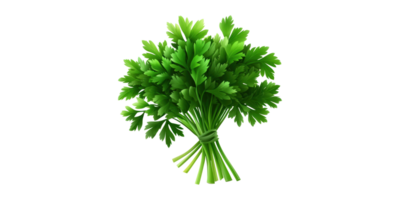 Fresh Parsley Bunch. Culinary Herb For Cooking And Garnishing Isolated On Transparent Background png