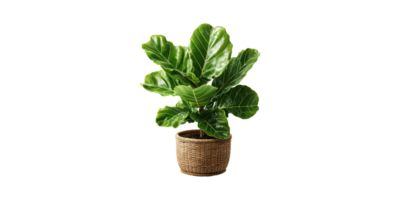 Fiddle Leaf Fig Plant In Woven Basket. Indoor Greenery For Home Decor And Air Purification Isolated On Transparent Background png