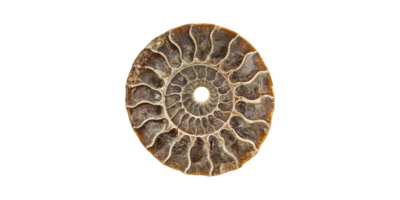 Fossilized Ammonite Shell Cross-Section. Geological And Paleontological Study Isolated On Transparent Background png