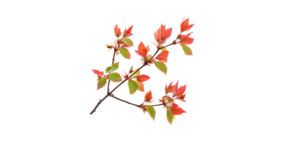 Branch With Vibrant Red And Green Leaves. Nature And Botanical Beauty Isolated On Transparent Background png