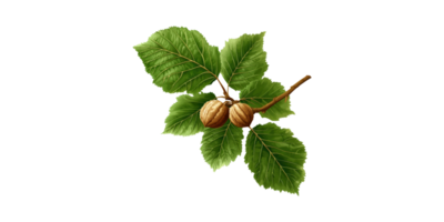 Branch With Green Leaves And Walnuts. Botanical Illustration Of Nut Tree Isolated On Transparent Background png