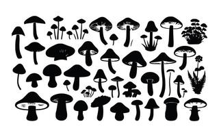illustrations showcasing different types of edible mushrooms. vector