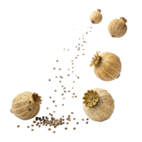 Dried poppy seed pods with scattered seeds create visually appealing arrangement, showcasing nature beauty and texture png