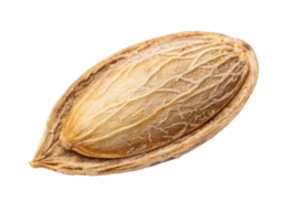 close up view of single seed showcasing its textured surface and natural color, evoking sense of nature and growth png