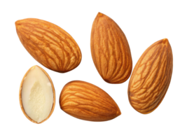 Almonds are nutritious nuts known for their crunchy texture and rich flavor, perfect for snacking or cooking png
