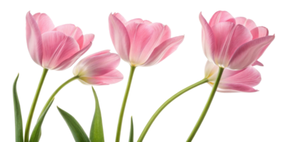 Beautiful tulips in soft pink hues create serene floral display that brightens any space with their elegance and charm png