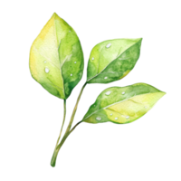 Watercolor leaves on branch on transparent background. png