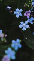 Vertical . Forget-me-nots Or Scorpion Grasses Flowers. Nature Background. video