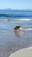 A happy dog splashes in the coastal waves on a sandy beach on a sunny day video