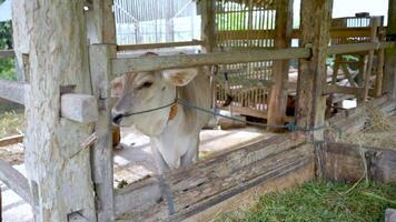 White cow is in a cage tied up and wants to eat grass free videos