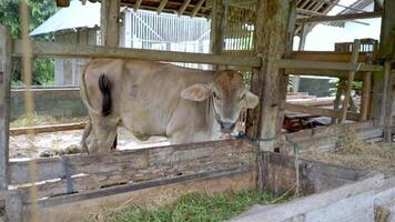 Cows are in a cow shed filled with grass free videos