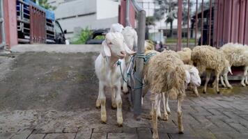 Some goats are at the goat animal market free videos
