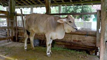 A white cow is pacing back and forth in a cow shed free videos