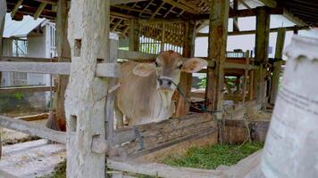 Cows in a cow shed with grass prepared for them to eat free videos