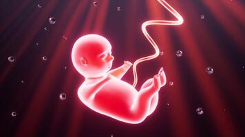 Human embryo model, Placenta and umbilical cord, 3d rendering. video
