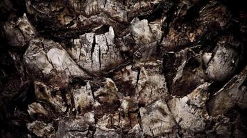 Tree Trunk Stop Motion Background 01 video