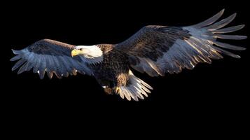 A large eagle is flying in the sky photo