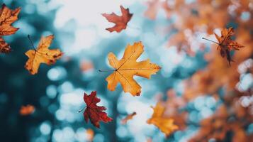 A leaf is flying in the air with other leaves photo