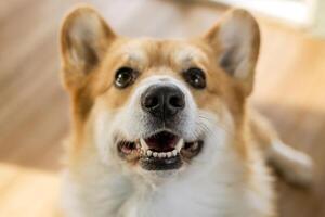 Happy and cheerful corgi dog with playful expression and delight. Perfect for pet-themed projects. photo