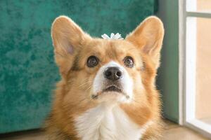 Adorable small Welsh Corgi dog with beautiful white flower on head looking curiously at the camera. photo