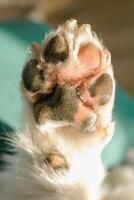 Close up of paw of dog with long nails and unique textured patterns on green background in sunlight. photo