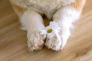 Beautiful white flower is placed gently between soft fluffy paws of dog on wooden floor at home.e. photo
