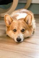 Cute corgi dog is lying on the floor looking at the camera with sad and slightly worried expression photo