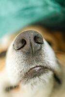 Close up of nose of dog with detailed texture and a smooth, contrasting background in soft colors photo