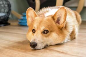 Cute corgi dog is lying on the floor looking at the camera with sad and slightly worried expression. photo
