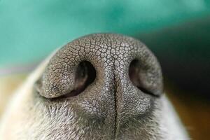 Close-up of nose of dog featuring textured black surface with light brown fur surrounding it. photo