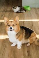 Cute corgi with joyful and happy expression. In background cat on floor creating a cozy atmosphere. photo
