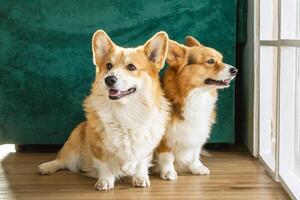 Two corgi dogs with perky ears sitting side by side on wooden floor in front of green background. photo