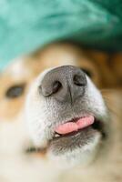 Close up of nose of dog with detailed texture and a smooth, contrasting background in soft colors. photo
