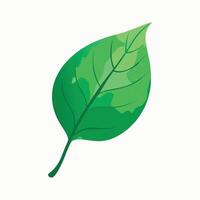 Green leaf illustration with natural vein texture and curve vector